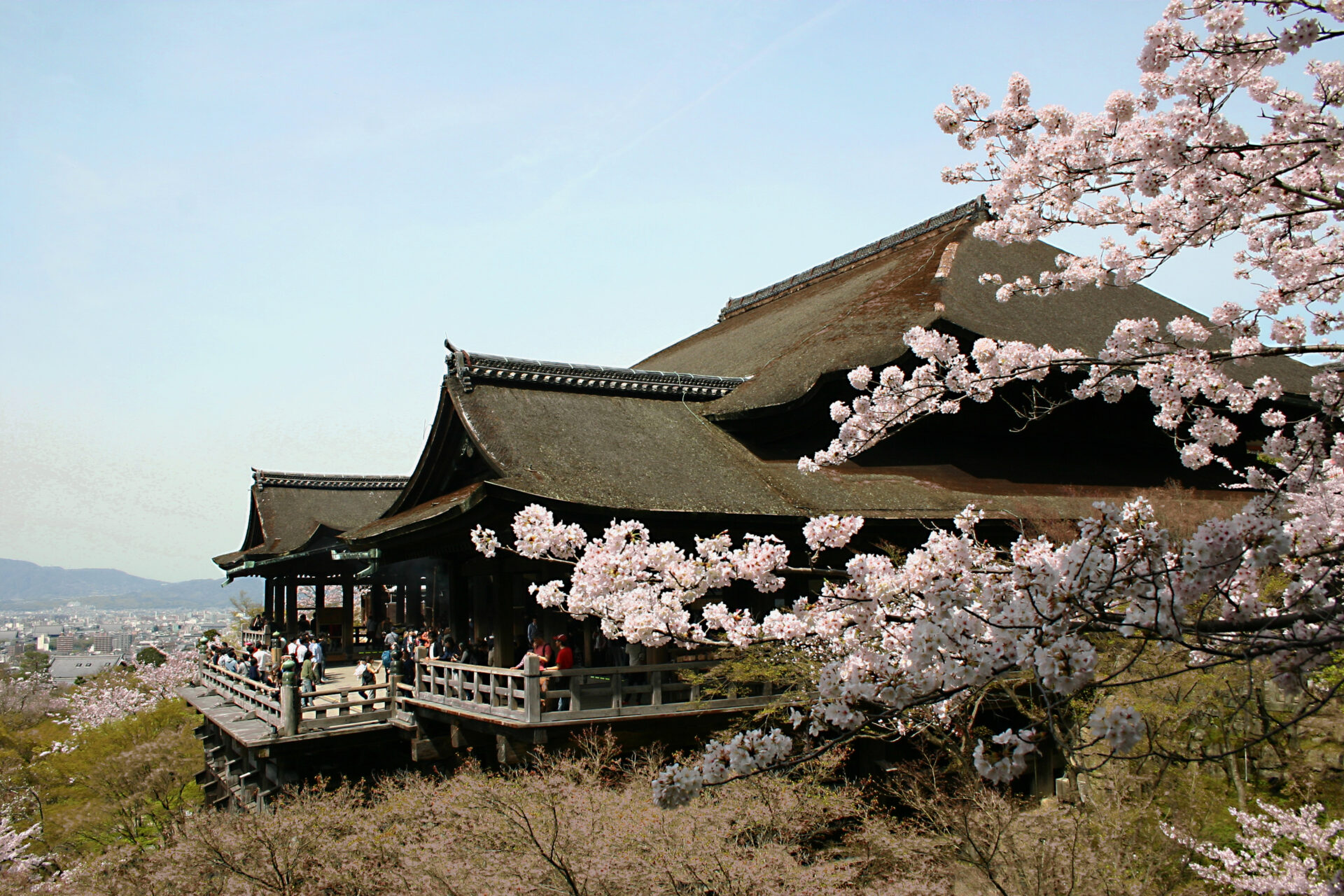 醍醐寺】桜満開の醍醐寺を見所歩き！「五重の塔」で桜吹雪＆三宝
